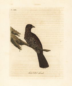 New Zealand South Island piopio, Turnagra capensis. Utryddet. (Tykknebbtrost, Turdus crassirostris.) Håndfarget kobberplate tegnet og gravert av John Latham fra hans egen A General History of Birds, Winchester av John Latham