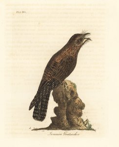 Nordlig potoo, Nyctibius jamaicensis (jamaicansk geitesuger, Caprimulgus jamaicensis). Håndfarget kobberplate tegnet og gravert av John Latham fra hans egen A General History of Birds, Winchester av John Latham