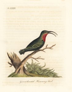 Lilla-strupet karib, Eulampis jugularis (Granet-strupe kolibri, Trochilus granatinus). Håndfarget kobberplate tegnet og gravert av John Latham fra hans egen A General History of Birds, Winchester av John Latham