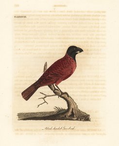 Rød-og-svart grobeak, Periporphyrus erythromelas. Nær truet. (Svarthodet grosbeak, Loxia erythromelas.) Håndfarget kobberplate tegnet og gravert av John Latham fra hans egen A General History of Birds, Winchester av John Latham