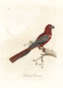 Rødhodet trogon, Harpactes erythrocephalus (Fasciated curucui, Trogon fasciatus). Håndfarget kobberplate tegnet og gravert av John Latham fra hans egen A General History of Birds, Winchester av John Latham