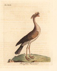 Rødbeint seriema eller crested cariama, Cariama cristata (brasiliansk cariama, Palamedea cristata). Håndfarget kobberplate tegnet og gravert av John Latham fra hans egen A General History of Birds, Winchester av John Latham