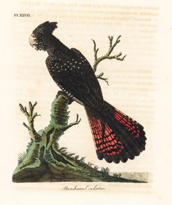 Rødhalekakadue, Calyptorhynchus banksii (Banksian kakadue, Psittacus banksii). Håndfarget kobberplate tegnet og gravert av John Latham fra hans egen A General History of Birds, Winchester av John Latham
