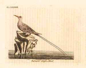 Rødhale tropefugl, Phaethon rubricauda (Phaeton phoenicurus). Håndfarget kobberplate tegnet og gravert av John Latham fra hans egen A General History of Birds, Winchester