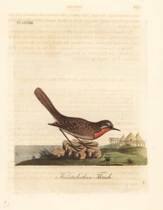 Sibirsk rubythroat, Luscinia calliope (Kamschatkan trost, Turdus calliope). Håndfarget kobberplate tegnet og gravert av John Latham fra hans egen A General History of Birds, Winchester av John Latham
