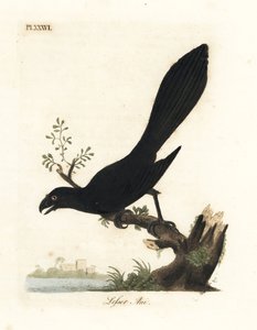 Glattnebb ani eller mindre ani, Crotophaga ani. Håndfarget kobberplate tegnet og gravert av John Latham fra hans egen A General History of Birds, Winchester av John Latham