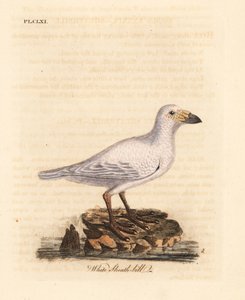 Snødekket skjedenebb, Chionis albus (Hvit skjedenebb, Vaginalis chionis). Håndfarget kobberplate tegnet og gravert av John Latham fra hans egen A General History of Birds, Winchester av John Latham