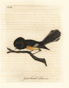 South Island tomit, Petroica macrocephala macrocephala (storhodemeis, Parus macrocephalus). Innfødt til New Zealand. Håndfarget kobberplate tegnet og gravert av John Latham fra hans egen A General History of Birds, Winchester av John Latham