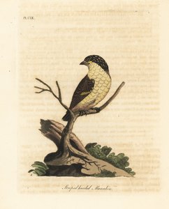 Stripete pardalote, Pardalotus striatus (Stripehodet manakin, Pipra striata). Håndfarget kobberplate tegnet og gravert av John Latham fra hans egen A General History of Birds, Winchester av John Latham