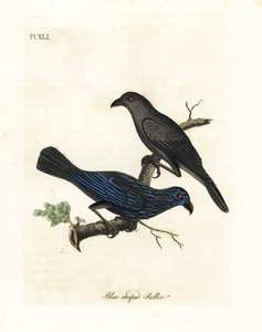 Tråstriet stær, Aplonis striata (Blåstripet rull, Coracias striata). Håndfarget kobberplate tegnet og gravert av John Latham fra hans egen A General History of Birds, Winchester av John Latham