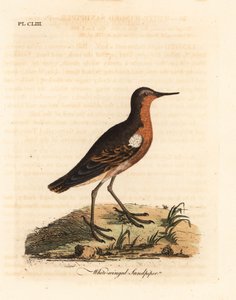 Tahitisk sandpipe, Prosobonia leucoptera. Utryddet. (Hvitvinget sandpiper, Tringa leucoptera.) Håndfarget kobberplate tegnet og gravert av John Latham fra hans egen A General History of Birds, Winchester av John Latham