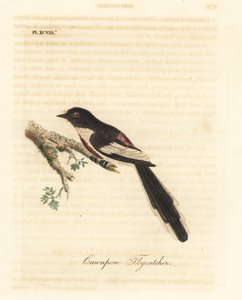 Hvitbuket minivett, Pericrocotus erythropygius (Cawnpore fluesnapper). India. Håndfarget kobberplate tegnet og gravert av John Latham fra hans egen A General History of Birds, Winchester av John Latham