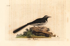 Hvitbrynet vipstjert gullbredfotsvipstjert, Motacilla maderaspatensis. (Indias fotviphale). Håndfarget kobberplate tegnet og gravert av John Latham fra hans egen A General History of Birds, Winchester av John Latham
