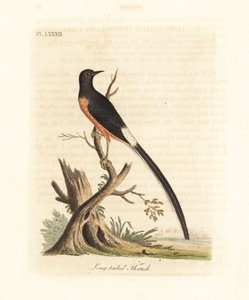 Hvitrumpet shama, Copsychus malabaricus macrourus. (Som langhaletrost, Turdus macrourus.) Håndfarget kobberplate tegnet og gravert av John Latham fra hans egen A General History of Birds, Winchester