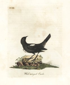 Hvitskuldret tanager, Tachyphonus luctuosus (Hvitvinget oriole, Oriolus leucopterus). Håndfarget kobberplate tegnet og gravert av John Latham fra hans egen A General History of Birds, Winchester av John Latham