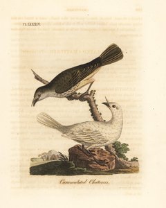 Hvit klokkefugl, Procnias albus, hann og hunn (Carunculated chatterer, Ampelis carunculata). Håndfarget kobberplate tegnet og gravert av John Latham fra hans egen A General History of Birds, Winchester