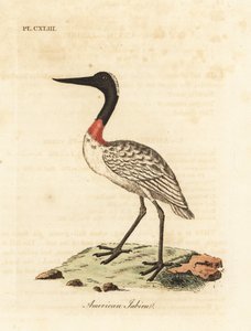 Trestokk, Mycteria americana (amerikansk jabiru). Håndfarget kobberplate tegnet og gravert av John Latham fra hans egen A General History of Birds, Winchester av John Latham