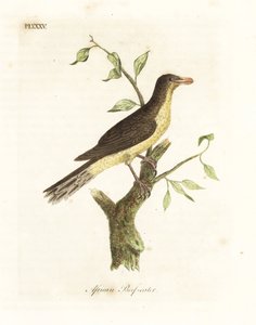 Gulnebbet oksespett, Buphagus africanus (afrikansk storfeeter, Buphaga africana). Håndfarget kobberplate tegnet og gravert av John Latham fra hans egen A General History of Birds, Winchester