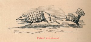 Gjensidig tilknytning, 1852 av John Leech