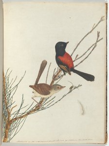 Scarlet & black warbler.Lewin, John. Birds of New South Wales med sin naturhistorie. Sydney - G av John William Lewin