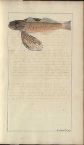 Lindsay Drawings Vol. VII av John Lindsay