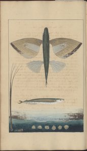 Lindsay Drawings Vol. VII av John Lindsay