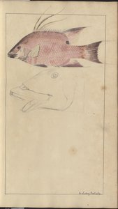 Lindsay Drawings Vol. VII av John Lindsay