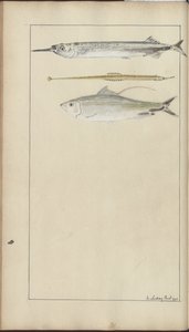 Lindsay Drawings Vol. VII av John Lindsay