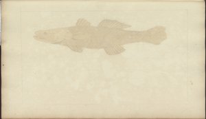 Lindsay Drawings Vol. VII, 22 av John Lindsay