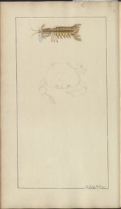 Lindsay Drawings Vol. VII, 24 av John Lindsay