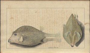 Lindsay Drawings Vol. VII, 26 av John Lindsay