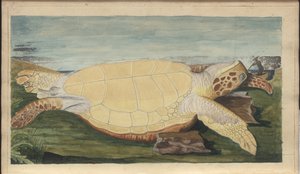 Lindsay Drawings Vol. VII, 31 av John Lindsay