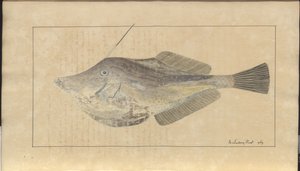 Lindsay Drawings Vol. VII, 7 av John Lindsay