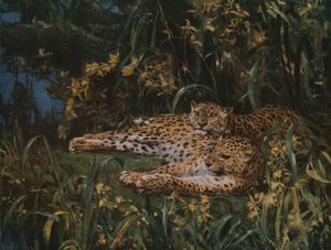 Indiske leoparder, sent på 1800-tallet - begynnelsen av 1900-tallet, ca 1930.