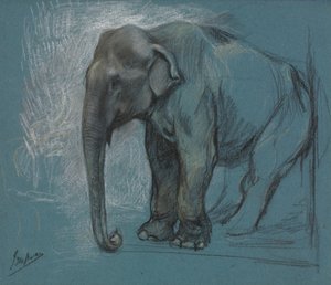Studie av en elefant.