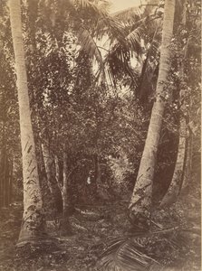 Tropisk landskap, skog nær Turbo, 1871.