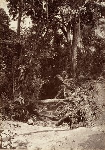 Tropisk landskap, The Brook El Bano, Chipigana, 1871.