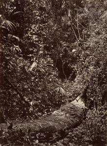 Tropisk natur, Tropisk skog, 1871.