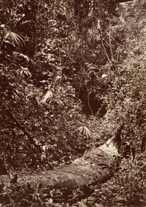 Tropisk natur, Tropisk skog, 1871.