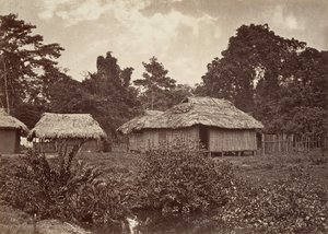 Tropisk natur, Turbo Village, 1871.