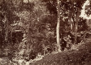 Tropisk landskap, utsikt nær Chipigana, 1871. av John Moran