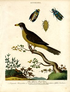 Afrikansk oksehatter (Buphaga) og juvelbiller