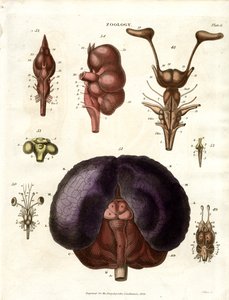 Anatomiske illustrasjoner av hjernen og nervesystemet (tavle 6) av John Pass
