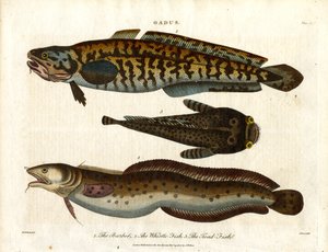 Lake; hvittingfisk og paddefisk