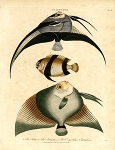Sommerfuglfisk: Freira; Acuauna og Vespertilio av John Pass