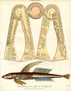 Calipers og Dragonet Fish av John Pass