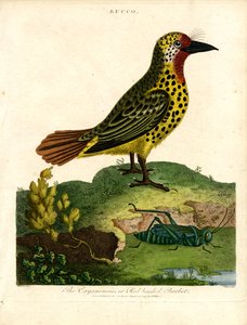 Cayenne Barbet (Bucco) av John Pass