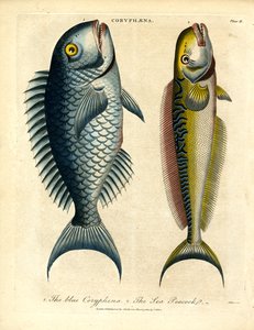 Coryphæna – Delfinfisk av John Pass