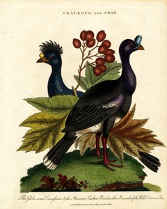 Crataegus og Crax: Blank curassow og meksikansk cashew-fugl med vill servicetre av John Pass