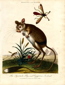 Diopsis og Dipus (stilkøyeflue og egyptisk jerboa)